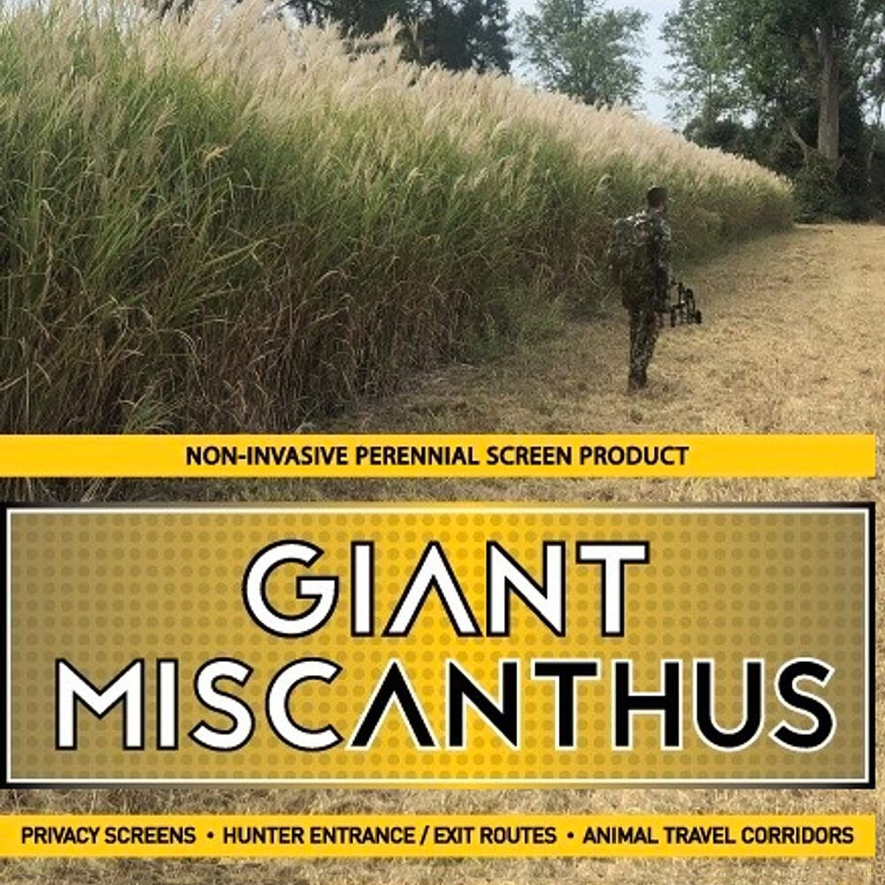 Real World Wildlife Products Giant Miscanthus 5,000 Rhizome Bag GIANT-MISCANTHUS-5000RHIZOME - Real World Wildlife Products