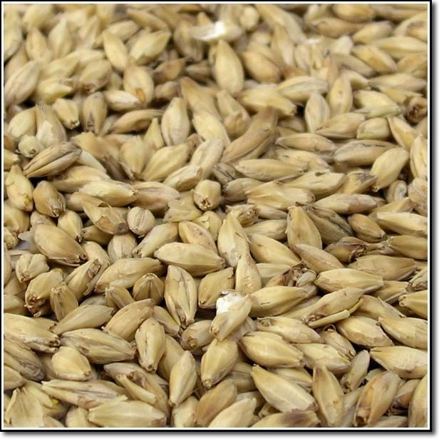 6Row Malted Barley BREWinternational