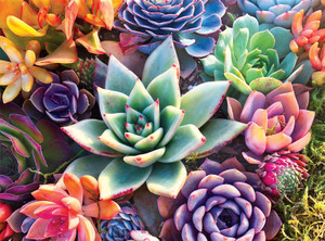 Photography Simple Succulent 1000 Piece Jigsaw Puzzle Photography Simple Succulent 1000 Piece Jigsaw Puzzle