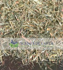 Lemongrass - Cut (Cymbopogon citratus) - United States