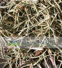 Pinon Pine Tips (Pinus edulis) - United States