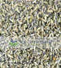 Lavender (Lavandula x intermedia) - France  Lavender (Lavandula x intermedia) - France