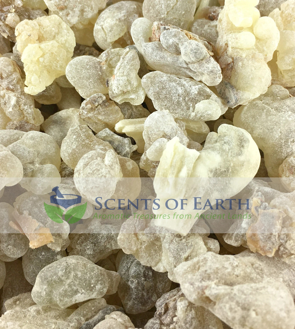 Frankincense Royal Hojary Superior - Oman - Scents of Earth