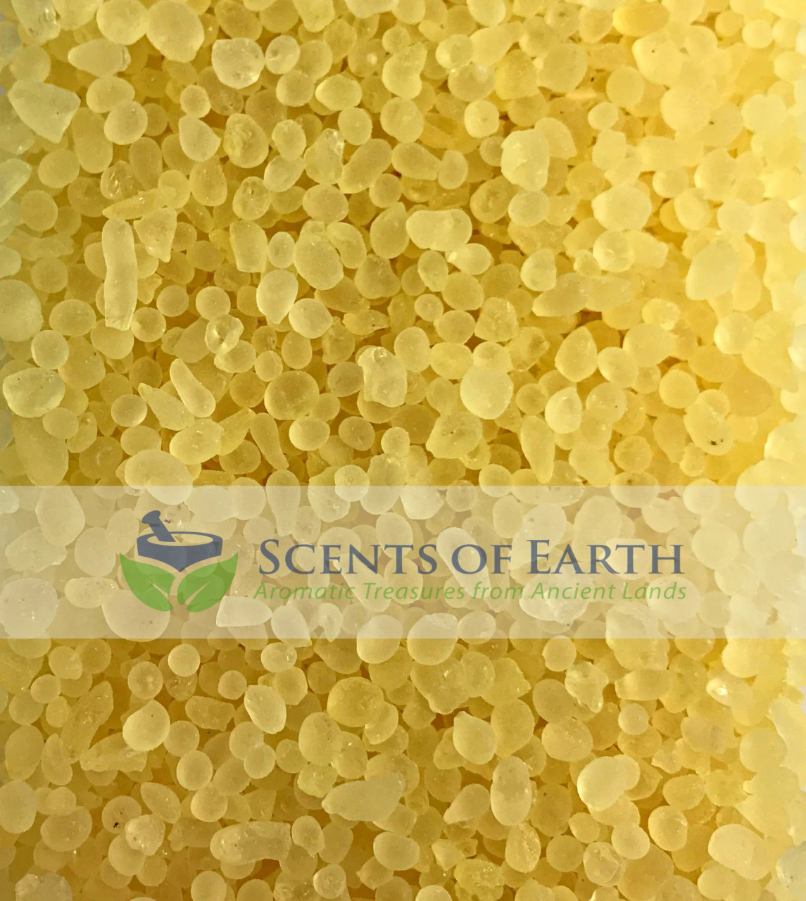 Mastic Gum Resin - Greece - Scents of Earth
