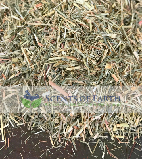 Lemongrass - Cut (Cymbopogon citratus) - United States
