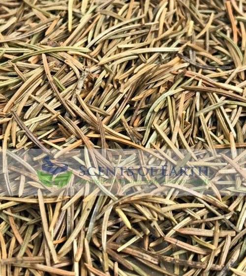 Pine Needles (Pinus abies) - Romania Pine Needles (Pinus abies) - Romania