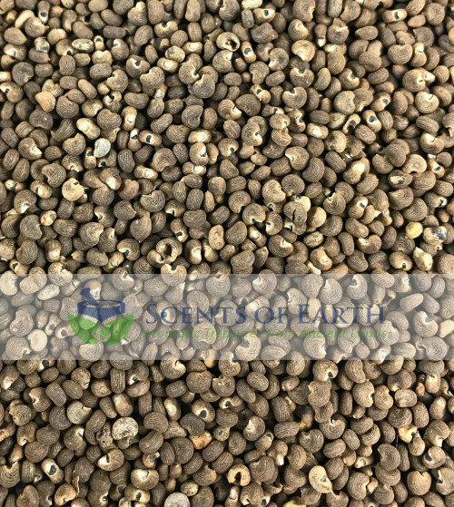 Musk Seeds - India