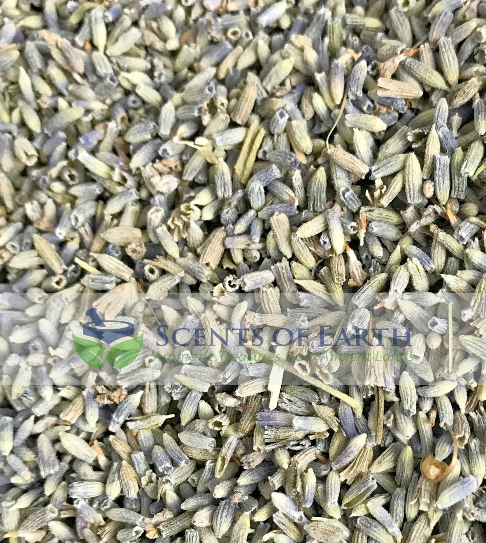Lavender (Lavandula x intermedia) - France - Scents of Earth