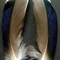 Butcher Blues Mallard Quills New Turrall 3 Fly Tying World Fly Tying Quills