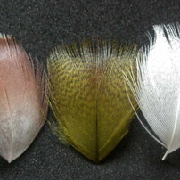 Mallard Breast Feathers New Turrall 3.99 Fly Tying World Feathers