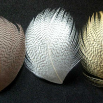 Mallard Flank New Turrall 3.99 Fly Tying World Feathers