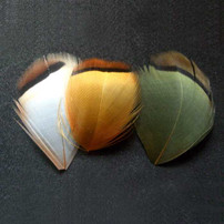 Partridge Hackles New Turrall 3.5 Fly Tying World Feathers