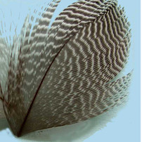 Teal Flank Feathers New Turrall 3.7 Fly Tying World Body Material's