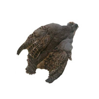 Metz – Hungarian Partridge New Metz 39.99 Fly Tying World Fly Tying Materials