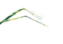 Cricket Legs New Turrall 2.99 Fly Tying World Fly Tying Materials