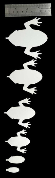 ABC Frogs Body's New Semperfli 6 Fly Tying World 