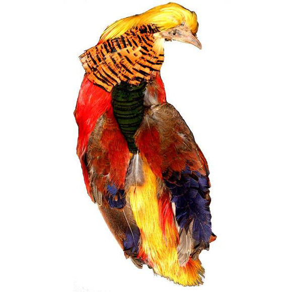 GOLDEN PHEASANT New Turrall 0 Fly Tying World Feathers