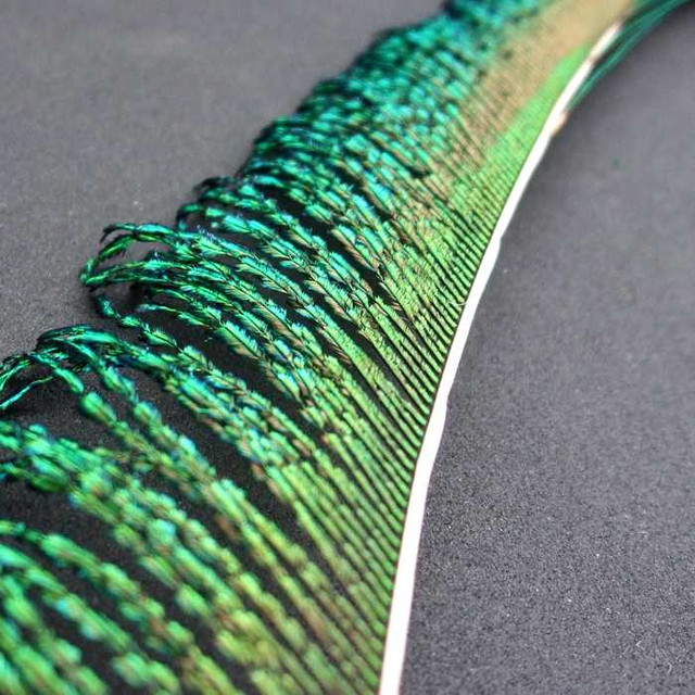 Peacock Swords New Turrall 3.65 Fly Tying World Feathers