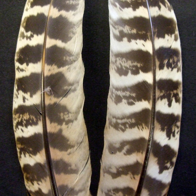 HEN PHEASENT QUILLS