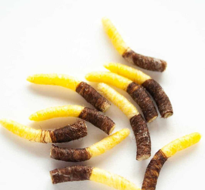 Caddis Pupa Tube Bodies New Hemingway's 4.29 Fly Tying World Everything Fly Tying