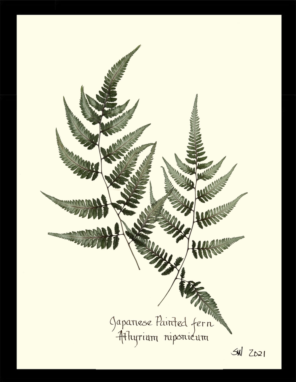 BOTANICAL ART 【import品】 BOTANICAL ART 【import品】 Botanical, Art, Asian, Chinese Export