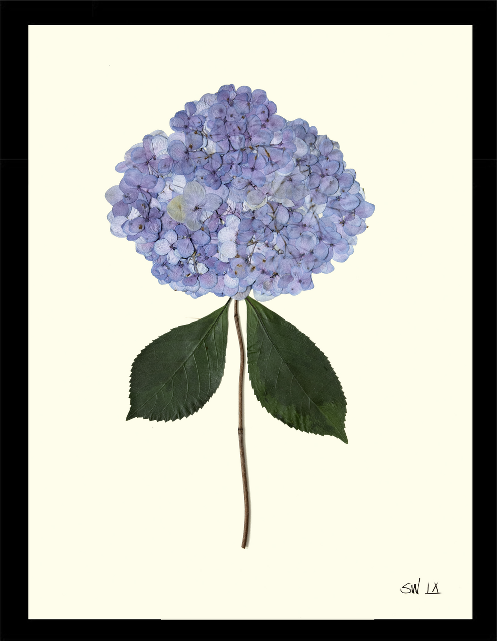 BEAMS - 新品 Lotta × BOTANIZE GICLEE HYDRANGEA IX - Botanicals by Sandy