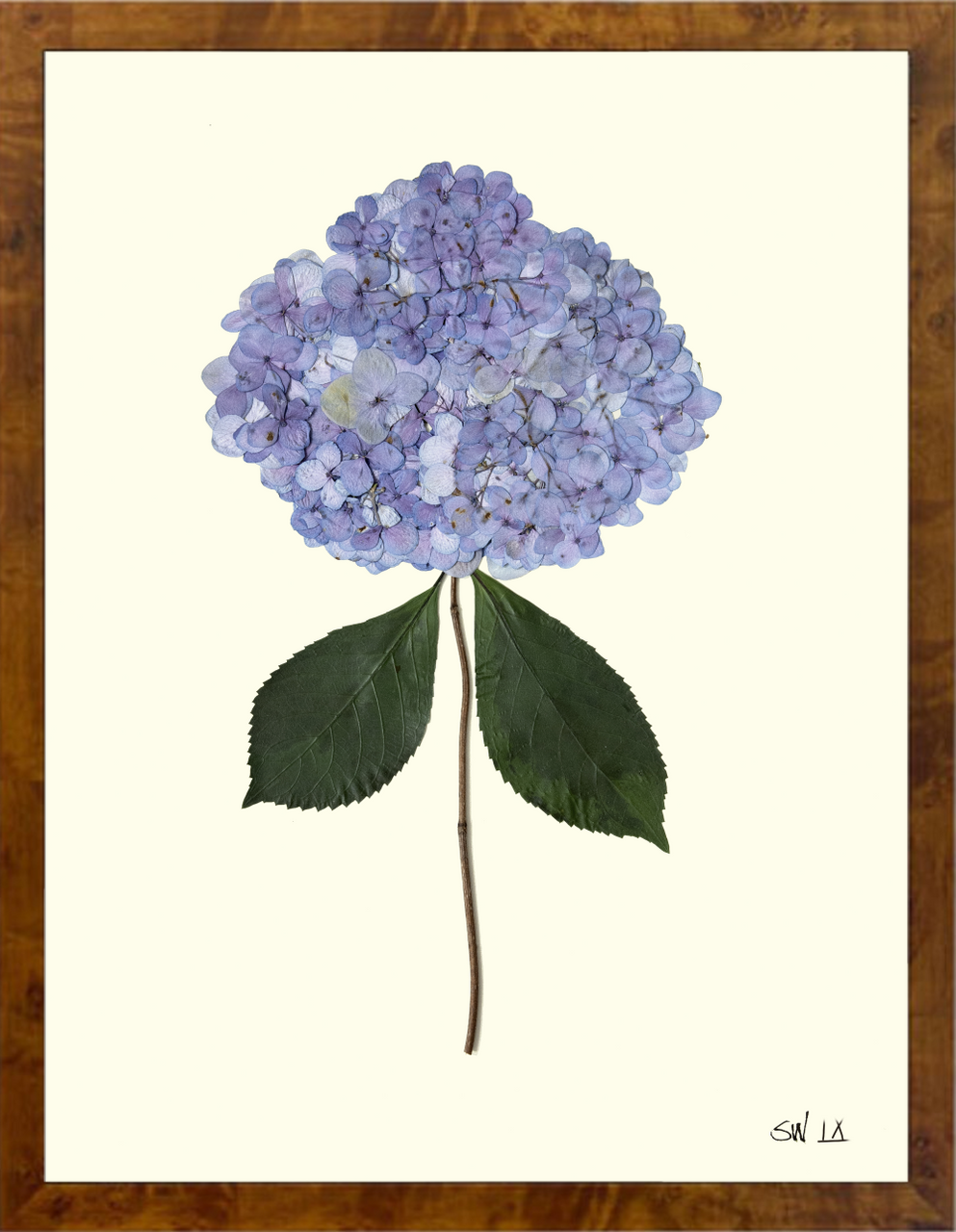 HYDRANGEA IX - Botanicals by Sandy