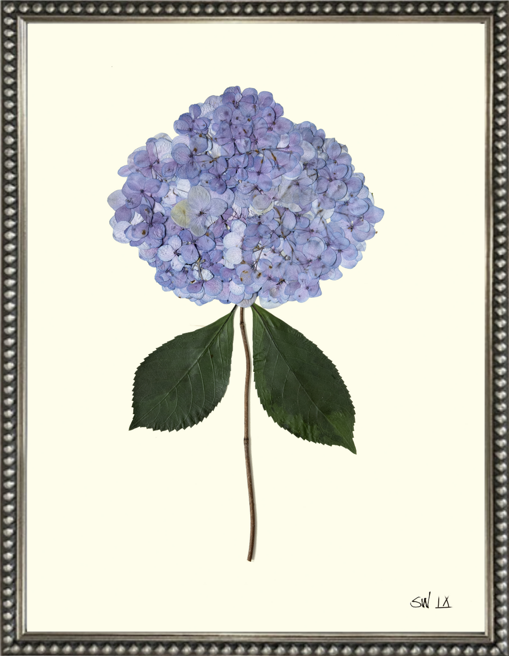 HYDRANGEA IX - Botanicals by Sandy