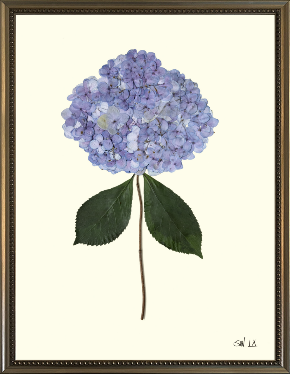 HYDRANGEA IX - Botanicals by Sandy