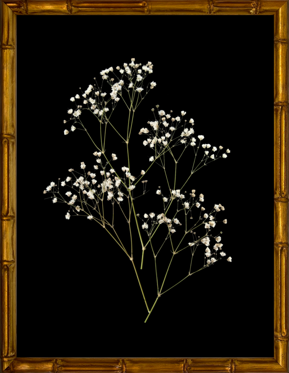flower pictures with black frame