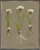 Silver Bead Option 1 Frame