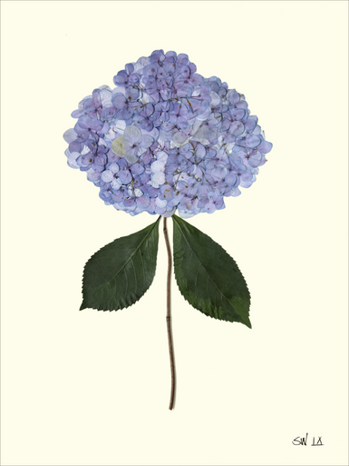 HYDRANGEA IX - Botanicals by Sandy