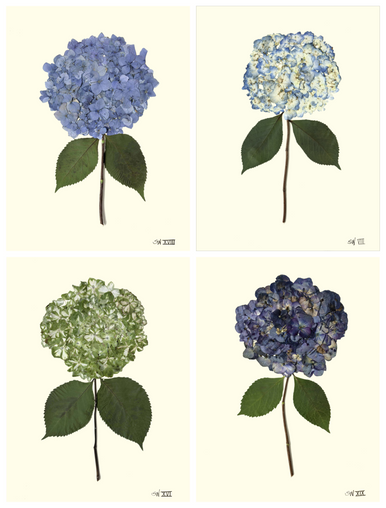 HYDRANGEAS SET II - Botanicals by Sandy