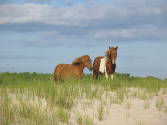 Beach Camping Maryland