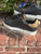 Dolce & Gabbana Casual Shoes 8 60067-S000840860 View 7
