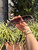 Used Giorgio Armani Sunglasses 60067-S000841142 View 4