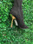 Used Steve Madden Tall Boots 7.5 60008-S000700071 View 5
