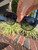 Used Dolce & Gabbana Sunglasses 60067-S000841599 View 11