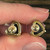 Used Kendra Scott Earrings 60129-S000597485 View 3