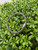 Used Lagos Two Tone Bracelet 60032-S000725084 View 3
