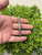 Used Lagos Two Tone Bracelet 60032-S000725084 View 4