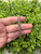 Used Lagos Two Tone Bracelet 60032-S000725084 View 7