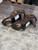 Used Coach Ankle Boots 8.5 60008-S000700905 View 5