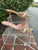 Used as is Gucci kitten High Heels 6 60067-S000843040 View 15
