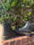 Used Sam Edelman Ankle Boots 8 60067-S000846398 View 1