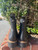 Used Sam Edelman Ankle Boots 8 60067-S000846398 View 2