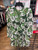 Used Astr Short Dress B S-4/6 60009-S000569833 View 1