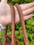 Used Burberry Handbag 60067-S000733322 View 11