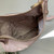 Used michael michael kors  HANDBAGS   View 4