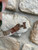 Used Hermès Bracelet 60067-S000745904 View 10